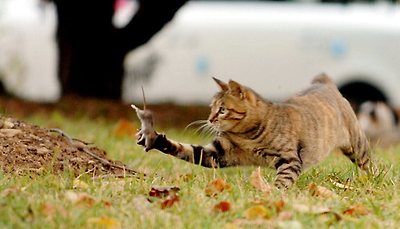 사진]"요놈! 어딜!" 쥐 가지고 노는 고양이 - 경남도민일보