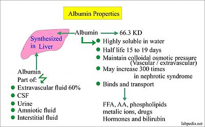 albumin properties albumin properties