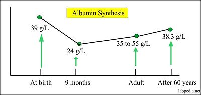 albumin synthesis albumin synthesis