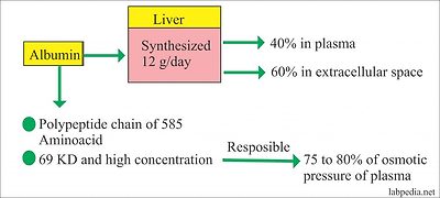 albumin synthesis and structure albumin synthesis and structure
