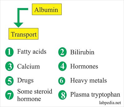 albumin as a transport protein albumin as a transport protein