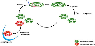 Cells 07 00001 g001 550