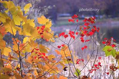 秋のイメージ ハゼの木の紅葉とカエデの黄葉 写真素材