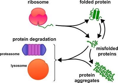 protein folding and misfolding 이미지 검색결과