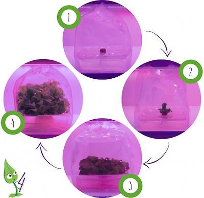 네덜란드의 비비 사가 선보인 '비비 베르테'의 작물 재배 순서도.