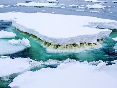 얼음 조류(藻類)의 갈색 층이 보이는 남극의 바다 얼음. 바다 얼음에 서식하는 이 미생물은 해양 먹이사슬 시스템의 시작이다. 기후변화로 바다 얼음이 녹으면 그 연쇄반응으로 식량자원이 감소돼 바다 생물들이 굶주리게 된다.  CREDIT: Rick Cavicchioli, UNSW Sydney