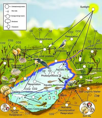 민물 수생과 육상의 먹이 그물 시스템.  CREDIT: Wikimedia / Thompsma