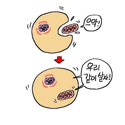 미토콘드리아는 원래 독립된 세균이었으나 다른 세균과 공생하면서 세포내 기관이 됐다.ⓒ윤상석