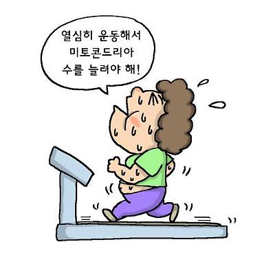 미토콘드리아 수가 많을수록 많이 먹어도 상대적으로 살이 덜 찐다.ⓒ윤상석