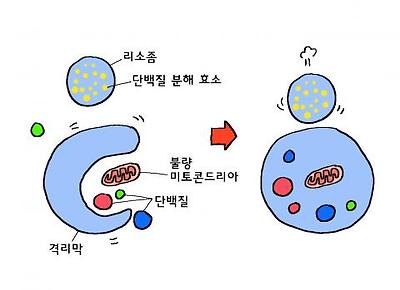 오토파지 과정1 - 격리막이 미토콘드리아나 단백질을 에워싼다. 오토파지 과정2 - 격리막이 미토콘드리아와 단백질을 완전히 감싸고 리소좀이 다가온다.