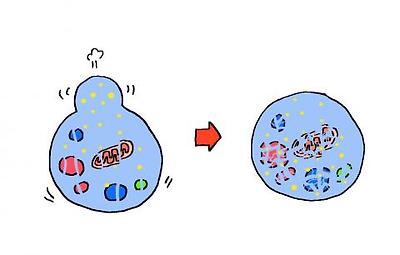 오토파지 과정3 - 리소좀과 격리막이 합쳐지고 리소좀 안에 있던 효소가 격리막 안의 내용물을 절단한다. 오토파지 과정4 - 격리막 안에 있는 내용물이 흩어져 분해된다. 분해된 물질은 세포 안에서 재활용된다.ⓒ윤상석