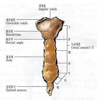 흉골 Sternum - ┣- 인체의 운동 골격계 - PTS 전문 테라피스트 모임