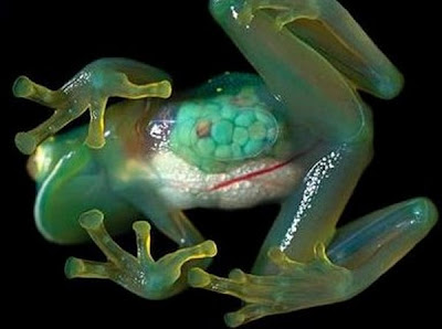 weirdest-frogs19.jpg