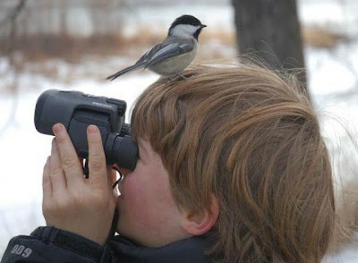 bothersome_birds_45.jpg bothersome_birds_45.jpg