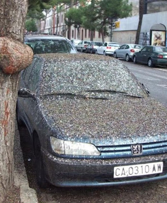 bothersome_birds_43.jpg bothersome_birds_43.jpg