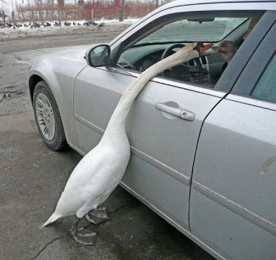 bothersome_birds_41.jpg bothersome_birds_41.jpg