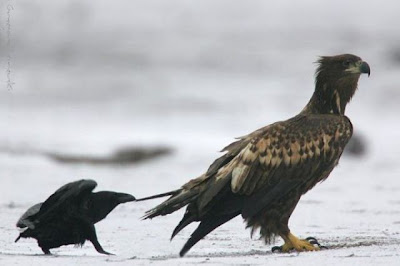 bothersome_birds_40.jpg bothersome_birds_40.jpg