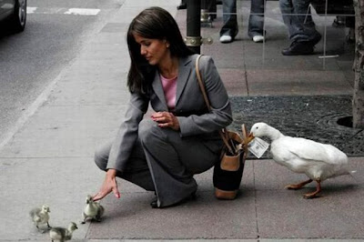 bothersome_birds_25.jpg bothersome_birds_25.jpg
