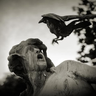 bothersome_birds_22.jpg bothersome_birds_22.jpg