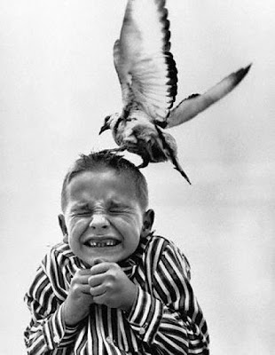 bothersome_birds_21.jpg bothersome_birds_21.jpg