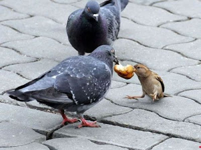bothersome_birds_20.jpg bothersome_birds_20.jpg