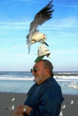 bothersome_birds_16.jpg bothersome_birds_16.jpg