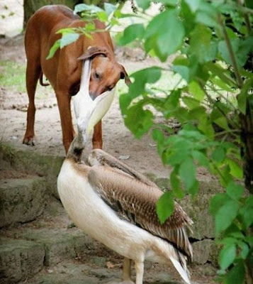 bothersome_birds_14.jpg bothersome_birds_14.jpg