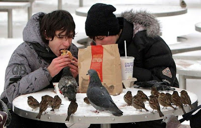 bothersome_birds_08.jpg bothersome_birds_08.jpg
