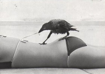 bothersome_birds_04.jpg bothersome_birds_04.jpg