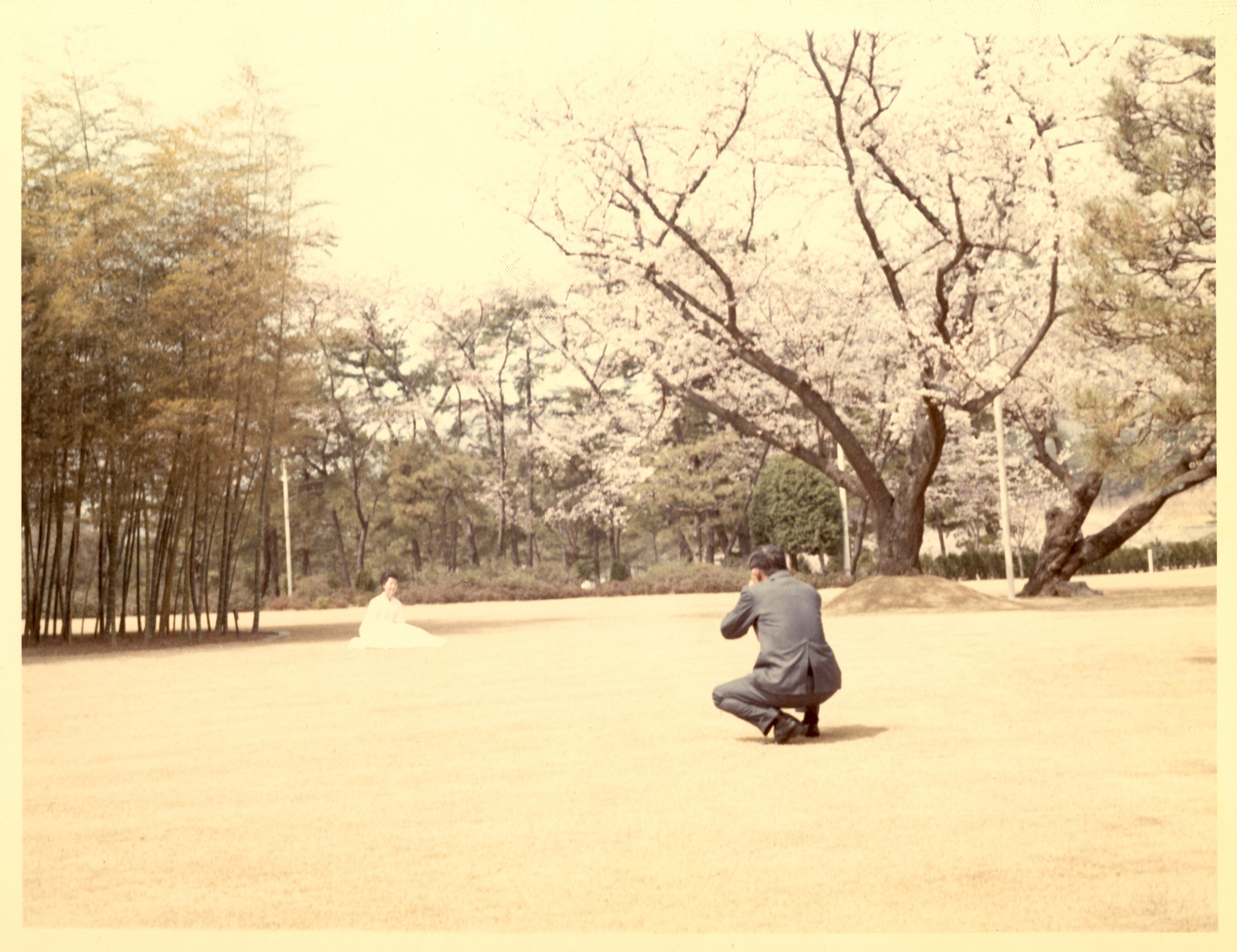 벚꽃나무 앞에서 육영수여사의 사진을 찍는 모습 (2)