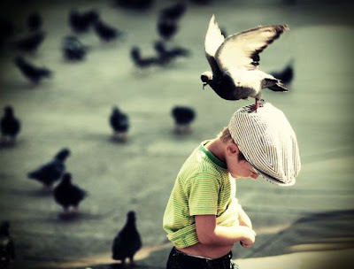bothersome_birds_46.jpg bothersome_birds_46.jpg