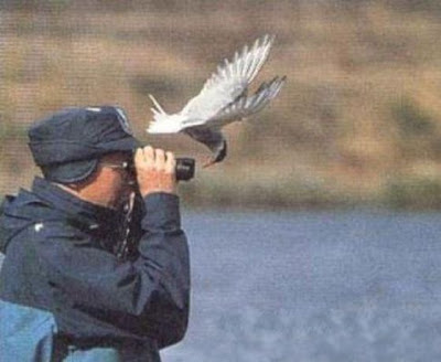 bothersome_birds_39.jpg bothersome_birds_39.jpg