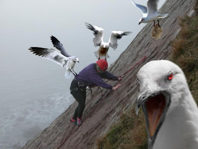 bothersome_birds_28.jpg bothersome_birds_28.jpg