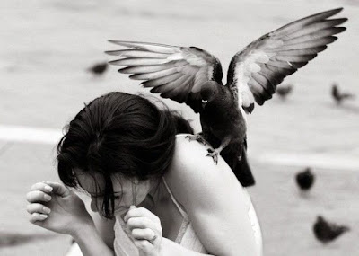 bothersome_birds_11.jpg bothersome_birds_11.jpg