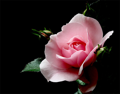 The Rose / Bette Midler