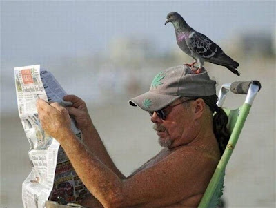 bothersome_birds_38.jpg bothersome_birds_38.jpg
