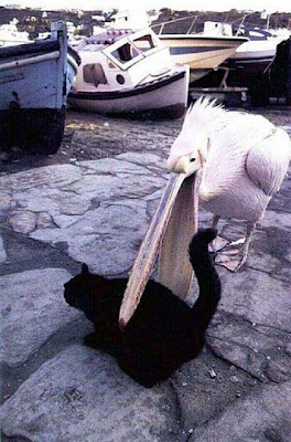 bothersome_birds_30.jpg bothersome_birds_30.jpg