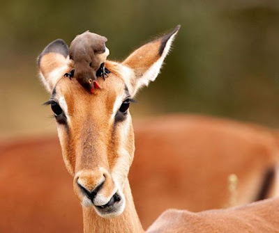 bothersome_birds_10.jpg bothersome_birds_10.jpg