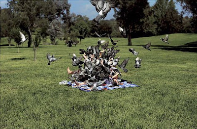 bothersome_birds_03.jpg bothersome_birds_03.jpg