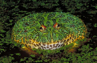 weirdest-frogs13.jpg