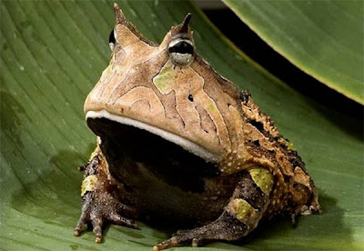 weirdest-frogs14.jpg