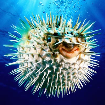 Puffer Fish Care Image Detail