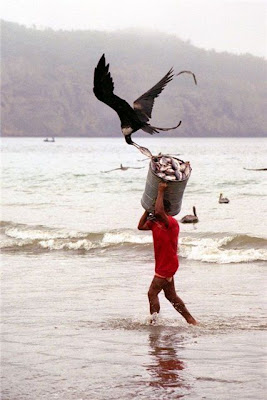 bothersome_birds_37.jpg bothersome_birds_37.jpg