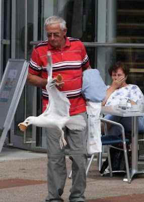 bothersome_birds_34.jpg bothersome_birds_34.jpg