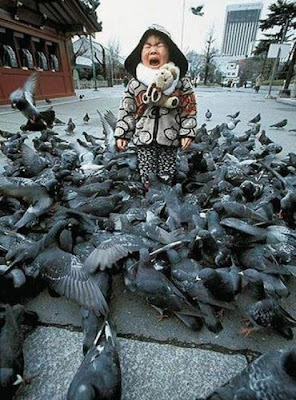 bothersome_birds_36.jpg bothersome_birds_36.jpg