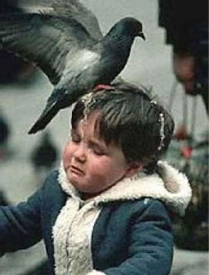 bothersome_birds_33.jpg bothersome_birds_33.jpg