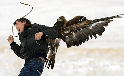 bothersome_birds_32.jpg bothersome_birds_32.jpg