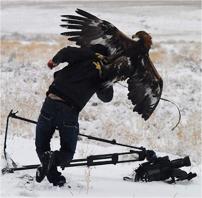 bothersome_birds_31.jpg bothersome_birds_31.jpg