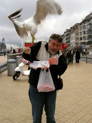 bothersome_birds_24.jpg bothersome_birds_24.jpg