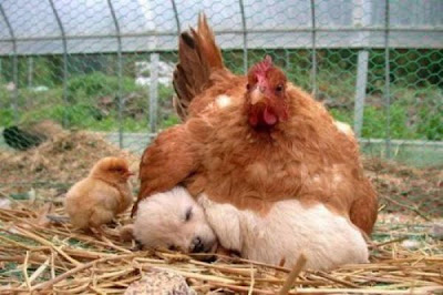 bothersome_birds_18.jpg bothersome_birds_18.jpg